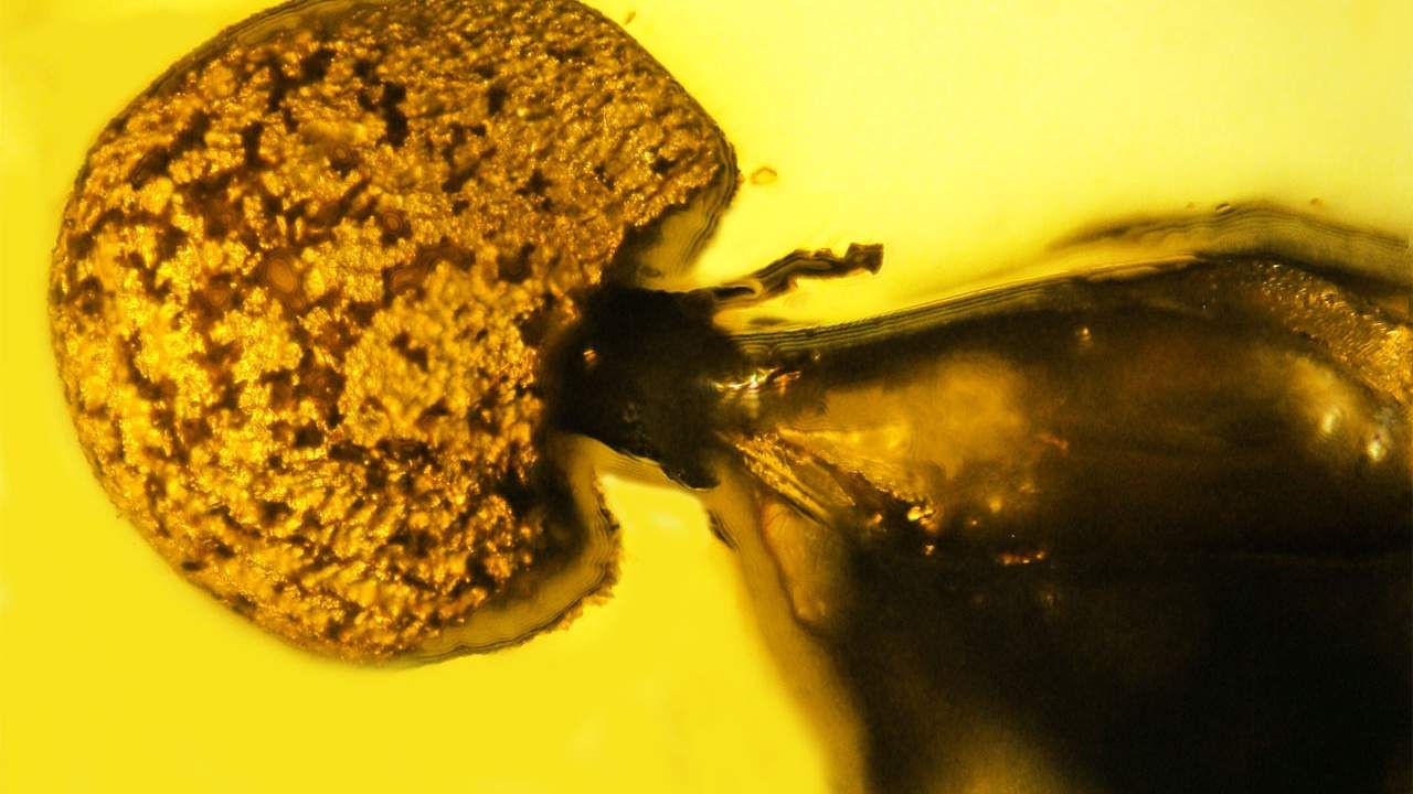 Amber-encased ant discovered with a fresh kind of fungal parasite attached